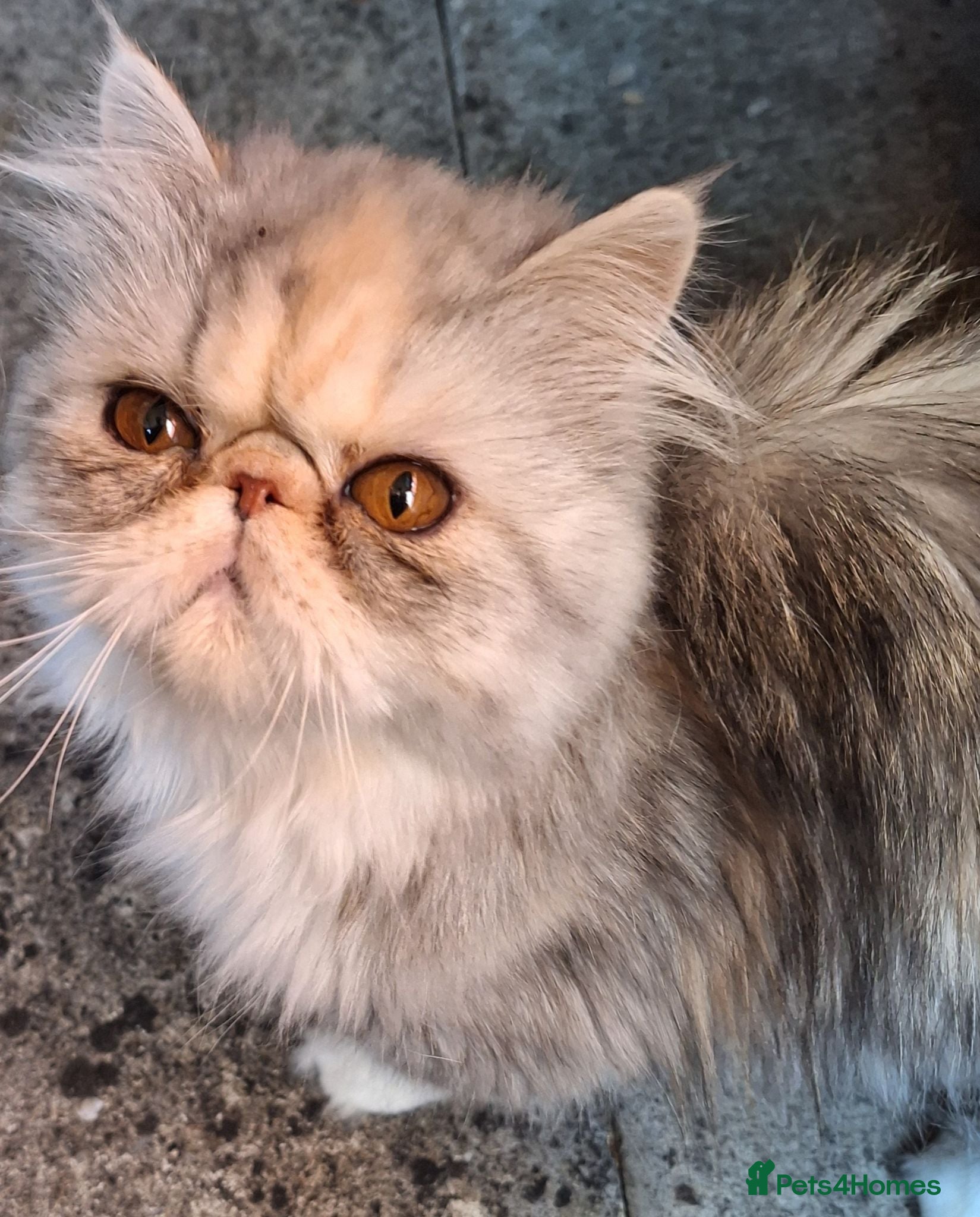 Persian cats Two gorgeous silver tortie and white tabbies  - Advert 2