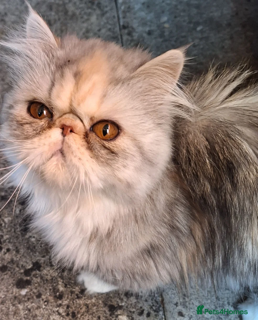 Persian cats for sale: Two gorgeous silver tortie and white tabbies  in Bridgwater - Advert 2