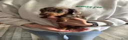Miniature Dachshund dogs for sale: Miniature Dachshund puppies for sale  - Advert 9
