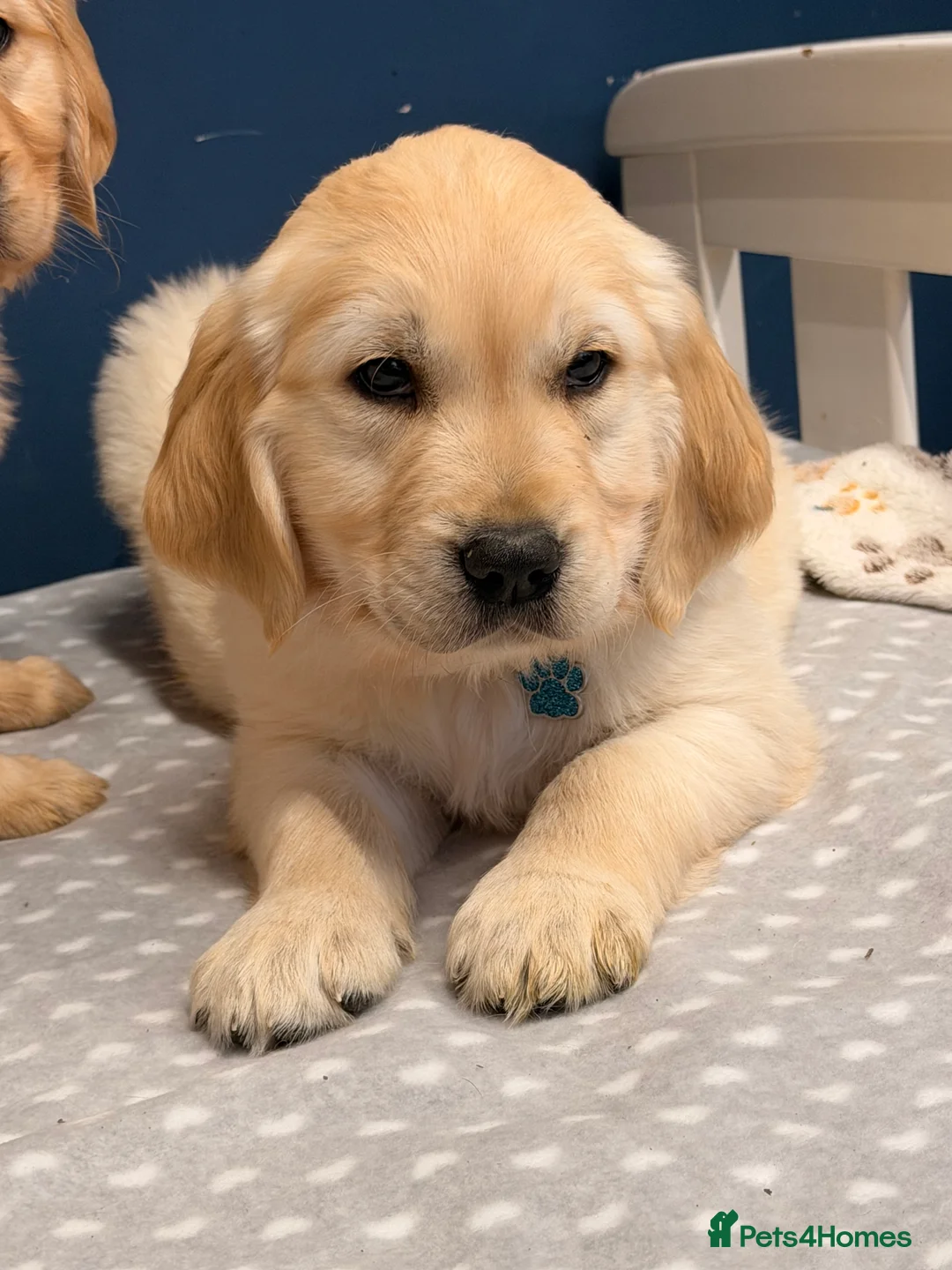 Golden Retriever dogs for sale: 🐶Fluffy bears looking for forever home💕💕 ! - Advert 34