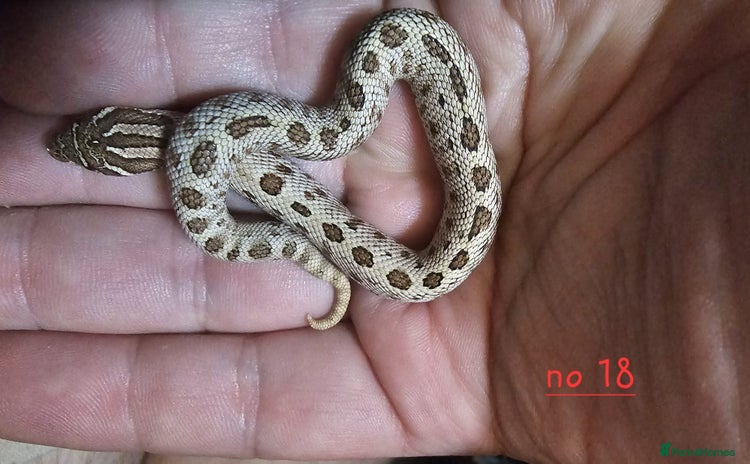 Snake reptiles - Advert 1