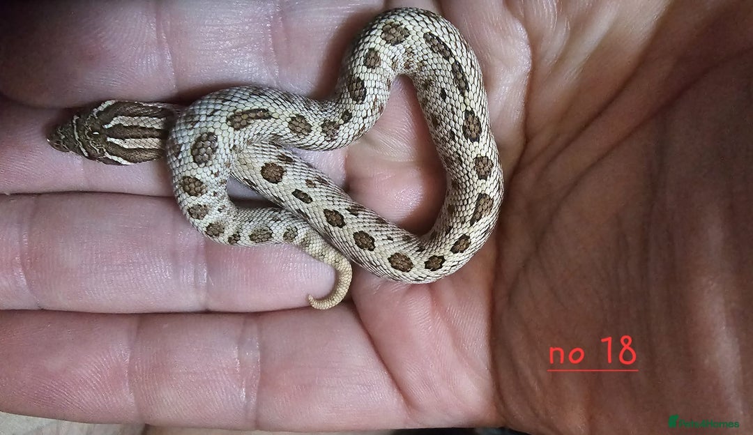 Snake reptiles for sale: Western Hognose Snakes Cb25 - Image 1