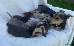 Jack Russell dogs for sale: Stunning Jack Russell Puppies  - Image 19