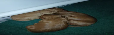 Cockapoo Puppy 1