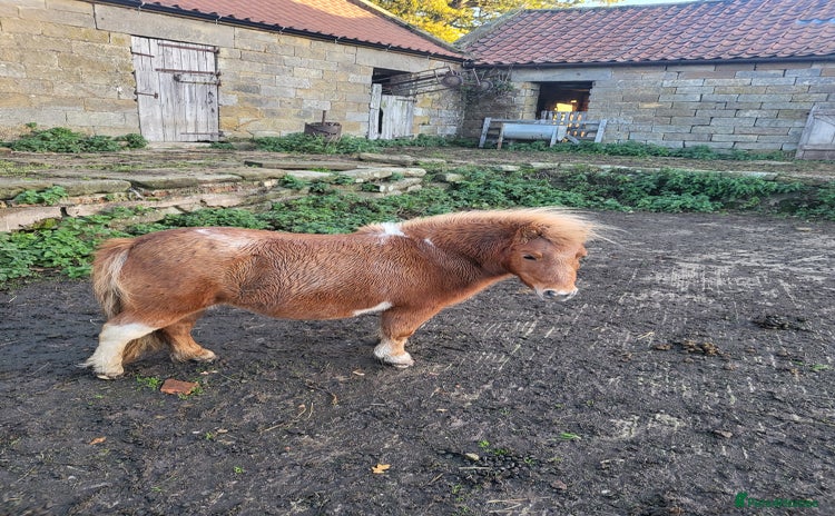 Shetland pony horses - Advert 2