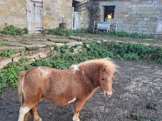 Shetland pony horses for sale - Advert 1
