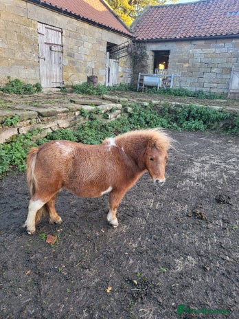 Shetland pony horses - Advert 1