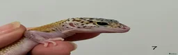 Leopard Gecko reptiles for sale: Baby leopard geckos £40 to £60 - Advert 14