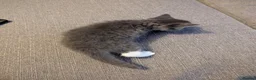British Shorthair cats for sale: Gorgeous grey and white tabby kitten girl - Advert 5