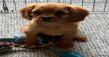 Cavalier King Charles Spaniel dogs - Advert 7
