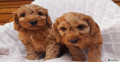 Cockapoo dogs - Advert 1
