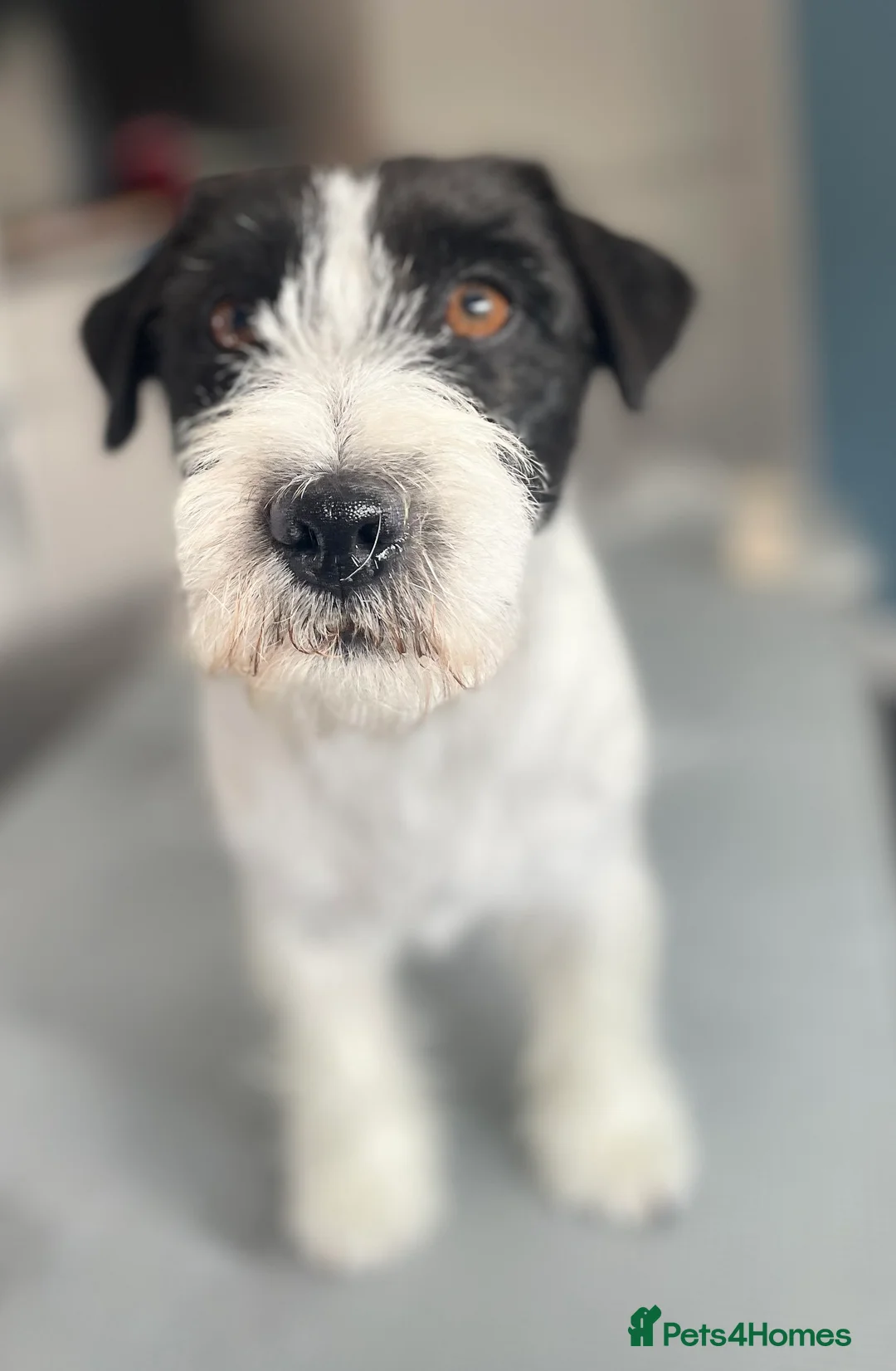 Jack Russell dogs for stud: Jack Russell Stud Dog in Poulton-le-Fylde - Advert 2