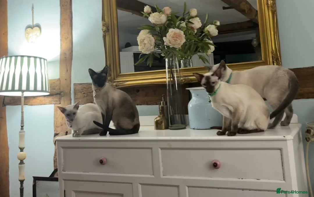 Siamese cats for sale: Pedigree quality kittens  in Longhope - Advert 1