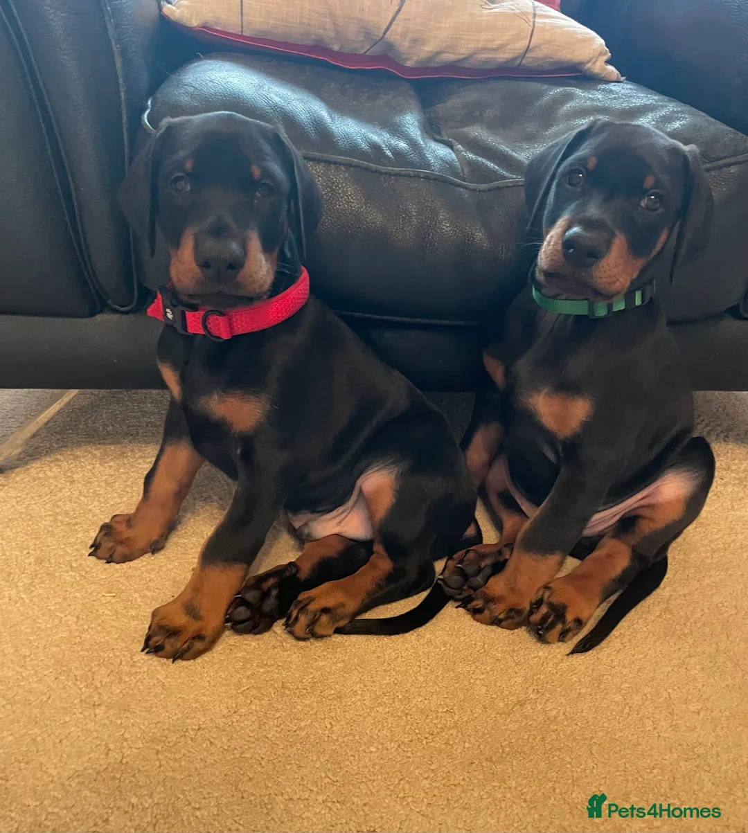 Dobermann dogs for sale: KC Registered Doberman Pups - Advert 1