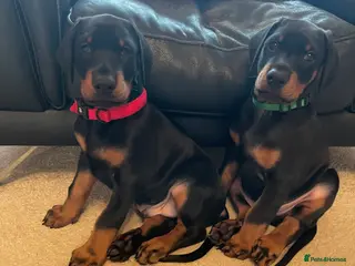 Dobermann dogs KC Registered Doberman Pups - Advert 6