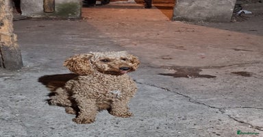 Miniature Poodle dogs - Advert 14