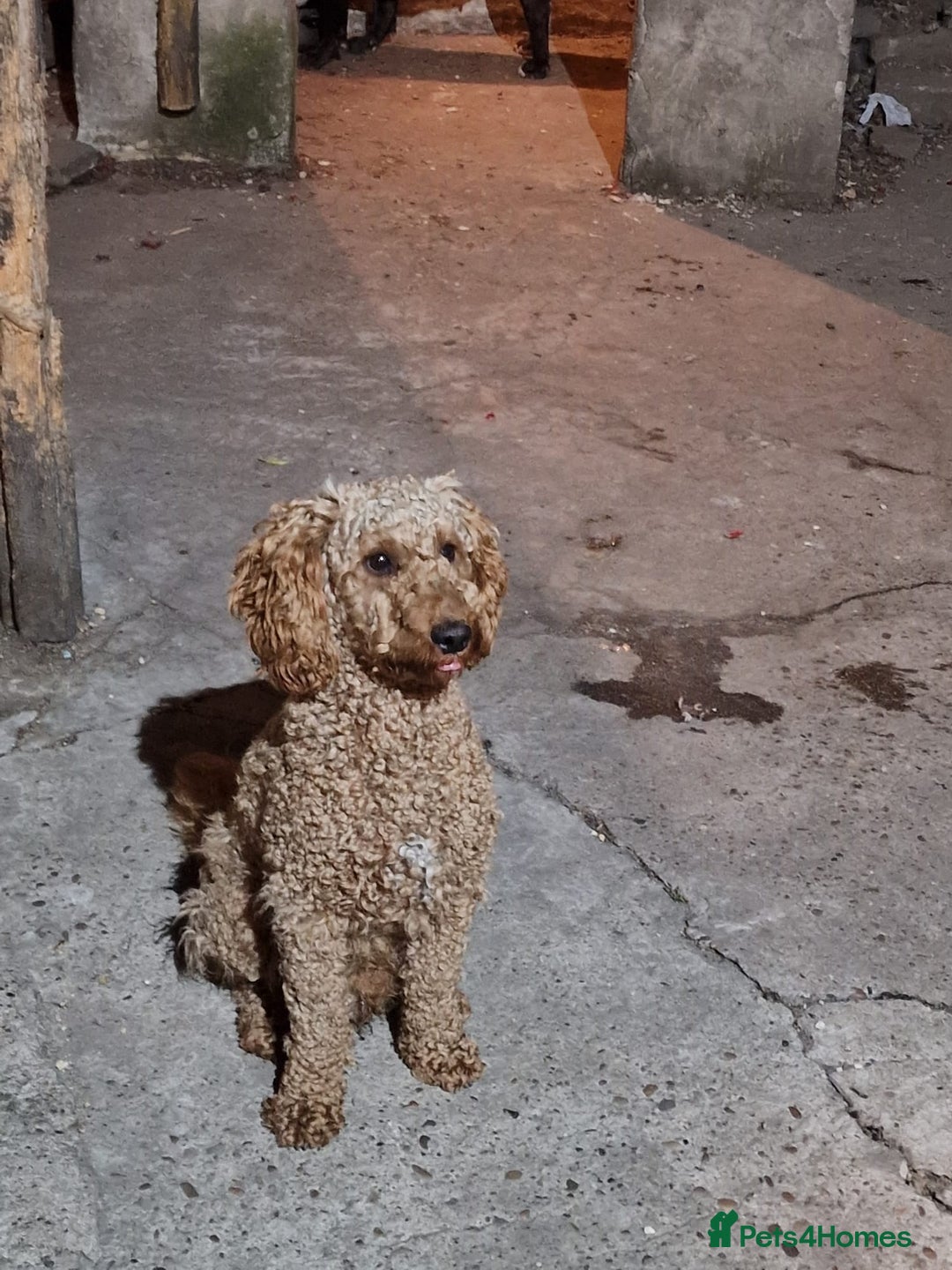 Miniature Poodle dogs for sale: Kc registration miniature poodle 1 year old  - Image 2