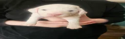 Cockapoo dogs for sale: 4 beautiful F2 cockapoo puppies for sale - Advert 2