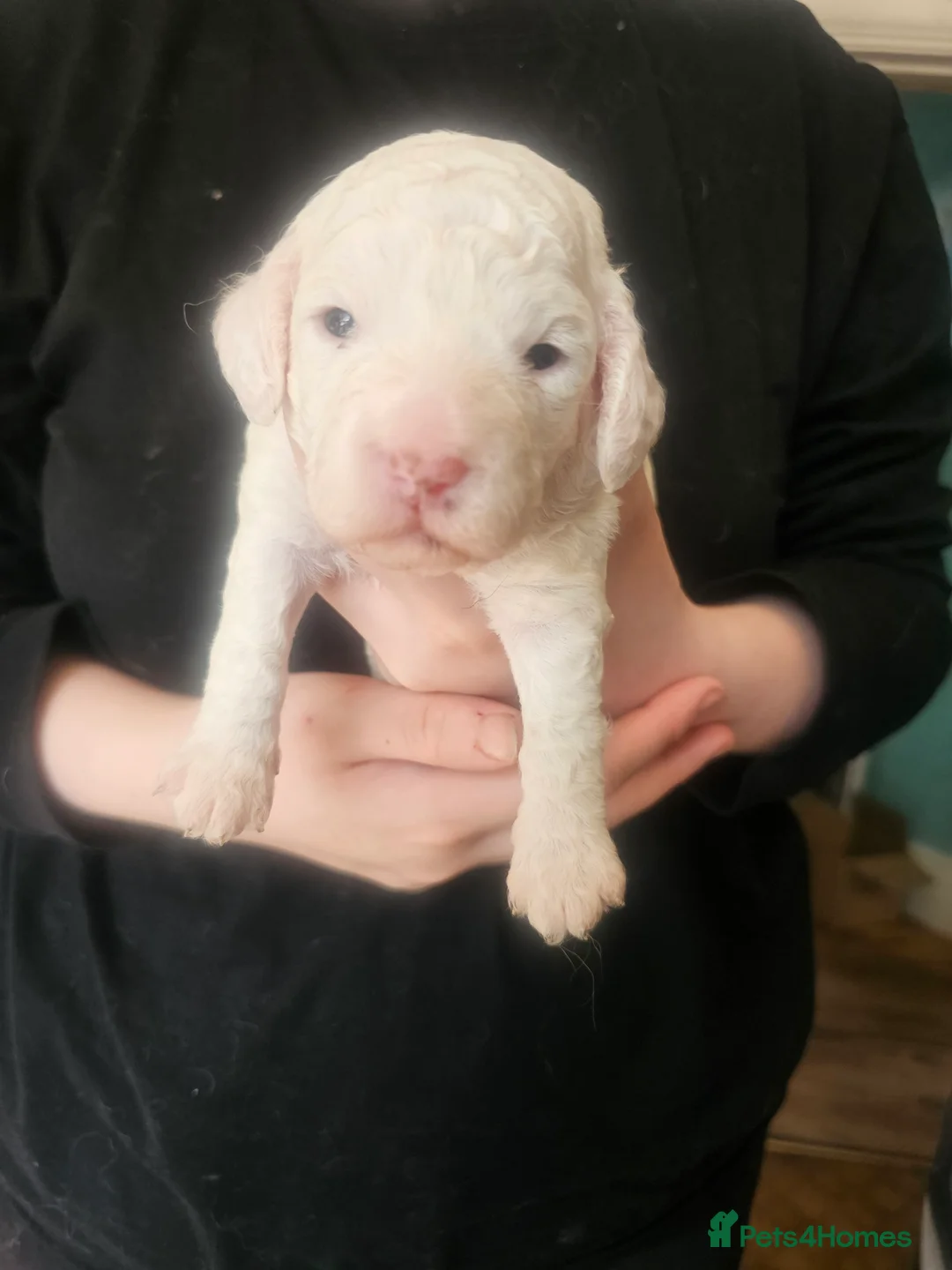 Cockapoo dogs for sale: 4 beautiful F2 cockapoo puppies for sale - Advert 2