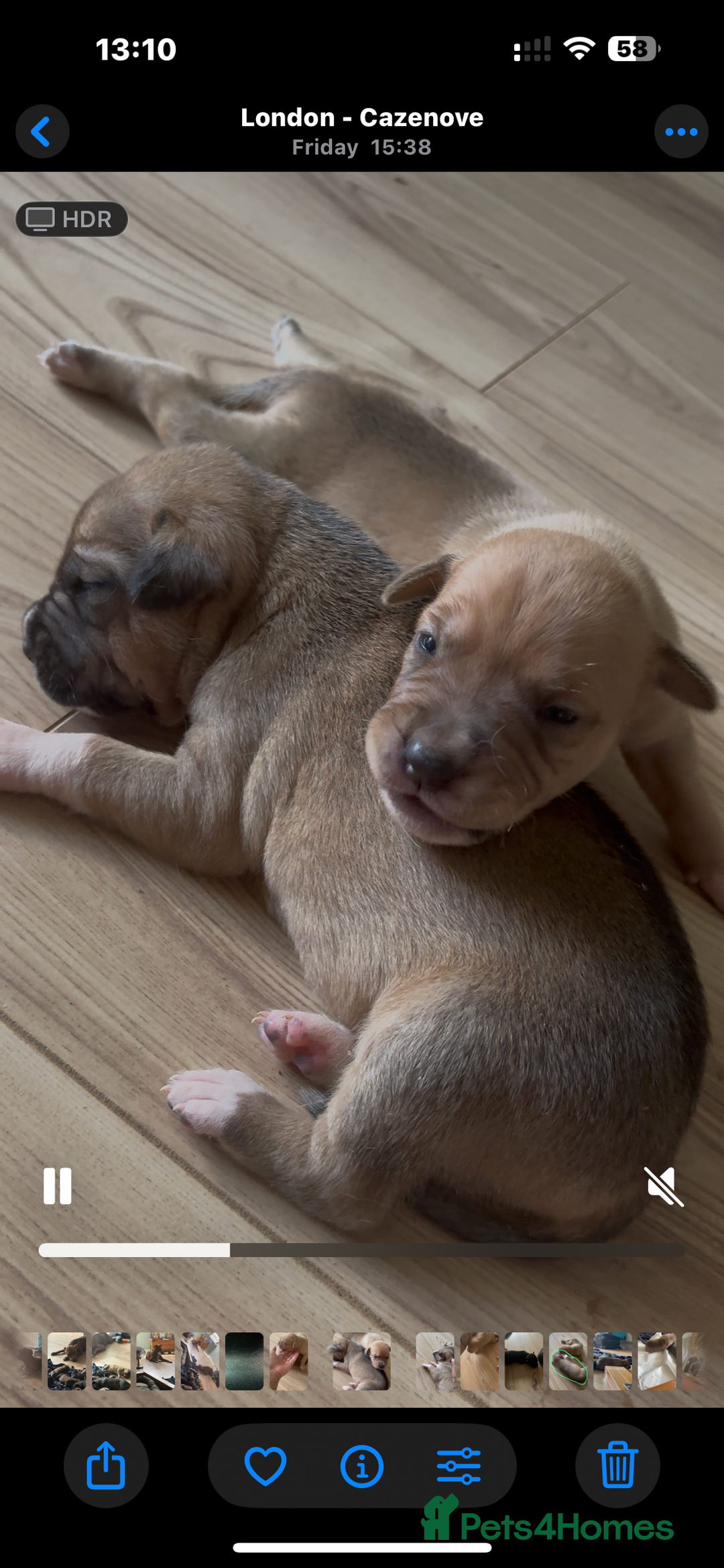 Mixed Breed dogs for sale: Puppies for Sale  - Image 7