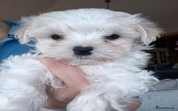 Maltese dogs for sale: Beautiful Korean Maltese  - Image 3