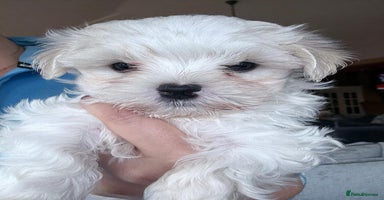 Maltese dogs - Advert 7