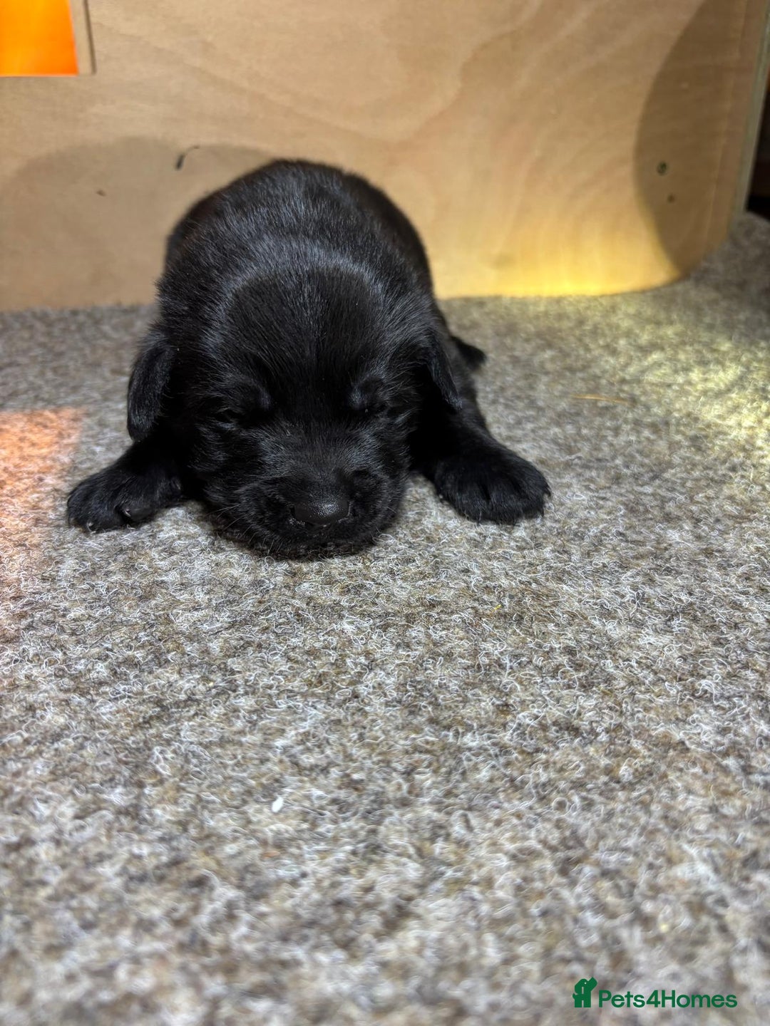 Labrador Retriever dogs for sale: Labrador Puppies – Black & Chocolate  - Advert 15