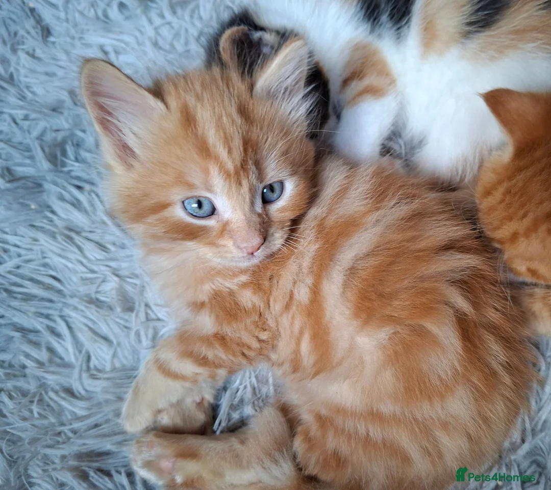 Mixed Breed cats for sale: Beautiful Litter: 4 Maine Coon X Ginger Toms - Advert 21