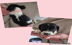 English Springer Spaniel dogs for sale: English Springer Spaniel Pups - Image 12