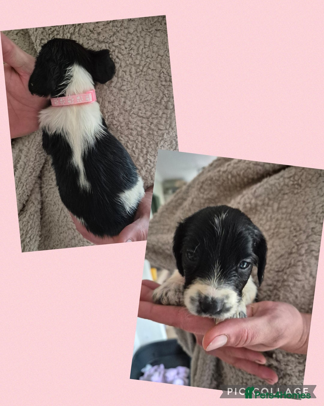 English Springer Spaniel dogs for sale: English Springer Spaniel Pups - Image 12