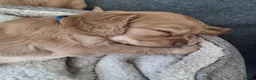 Sprocker dogs for sale: Cocker x Sprocker puppies  - Advert 27