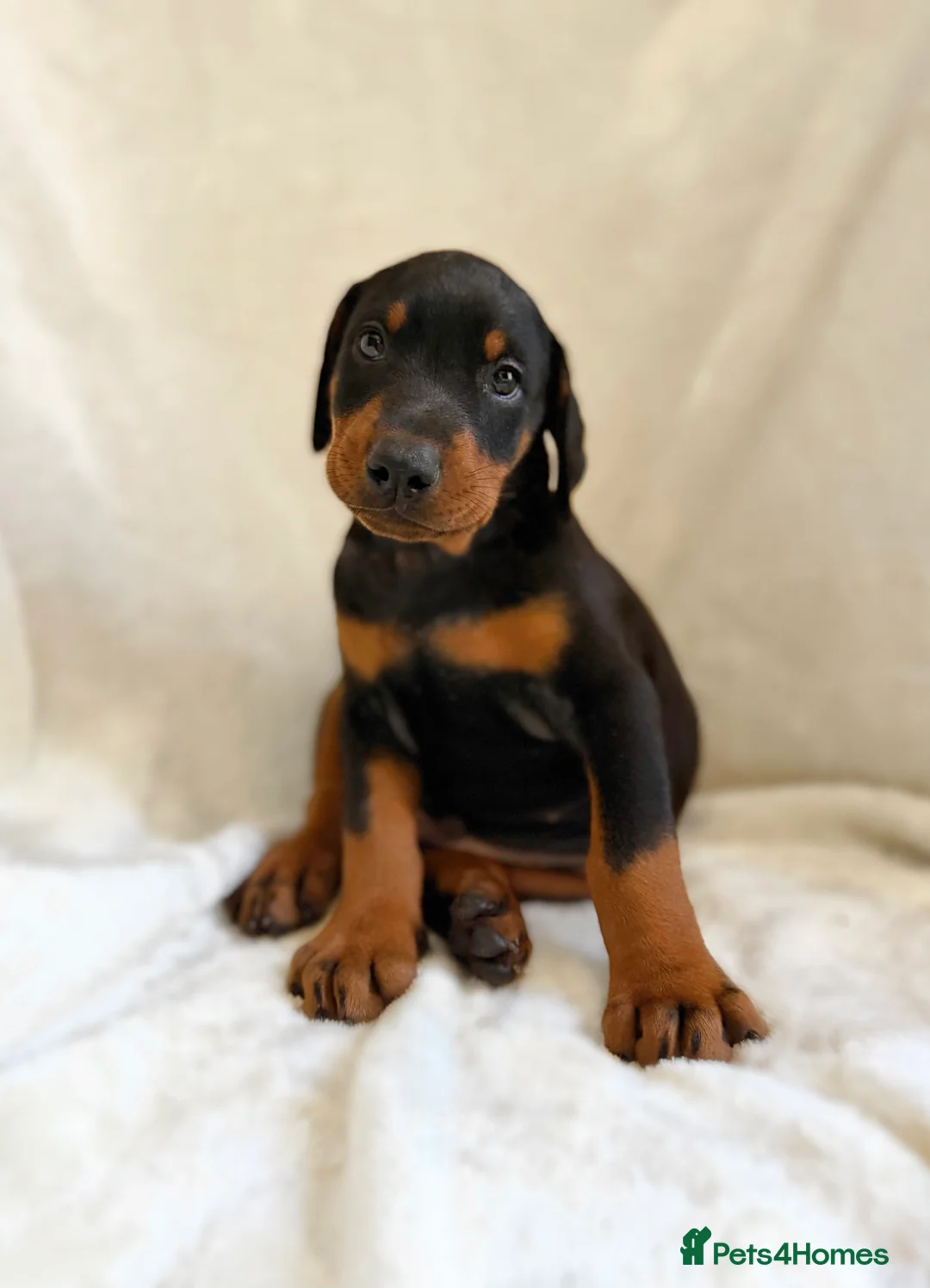 Dobermann dogs for sale: READY NOW- Outstanding KC Dobermann Pups🇧🇷 - Advert 33