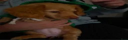 Miniature Dachshund dogs for sale: Long haired miniature dachshunds  in Manchester - Advert 1