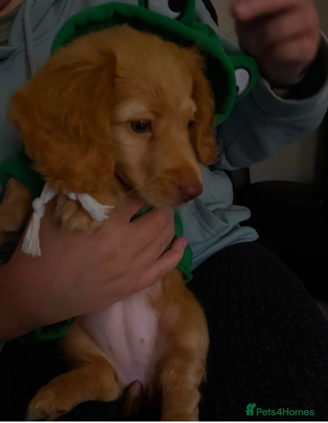 Miniature Dachshund dogs for sale: Long haired miniature dachshunds  in Manchester - Advert 1