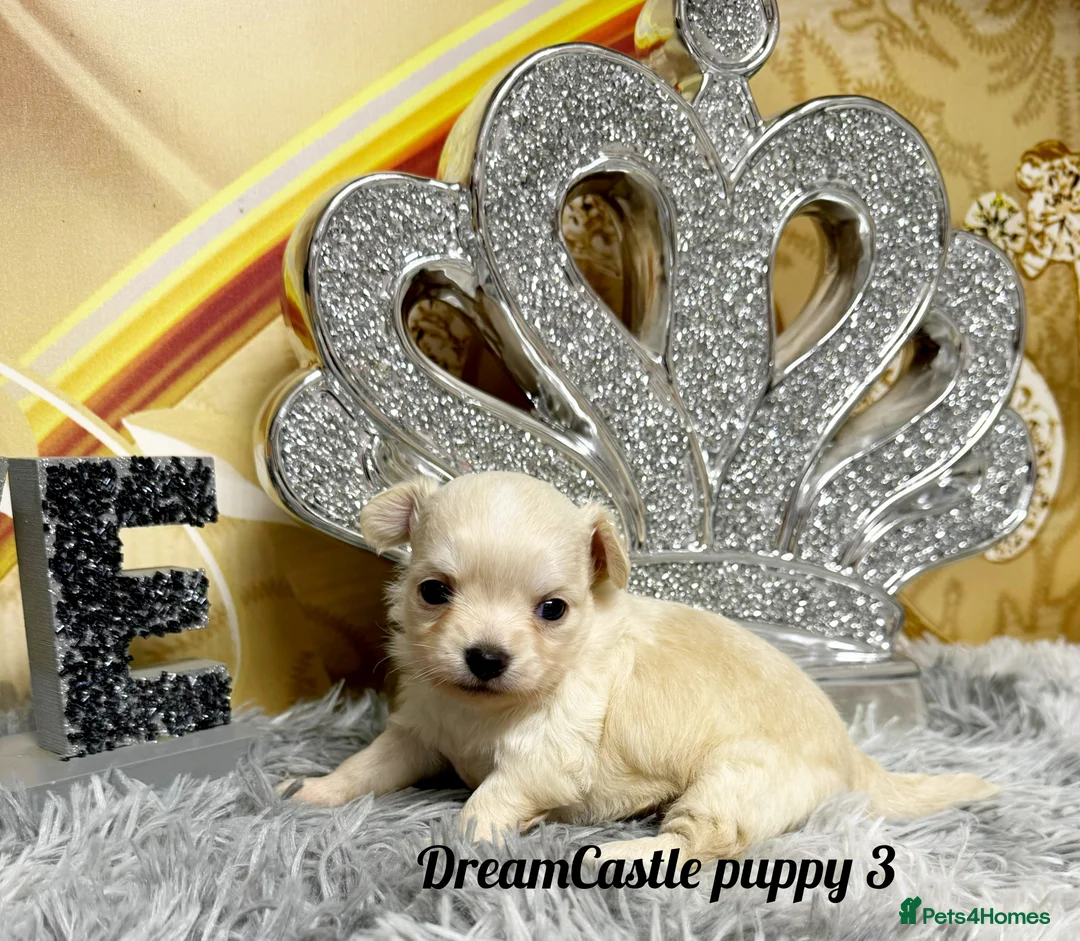 Chihuahua dogs for sale: KC reg Long coat boys available  - Advert 8