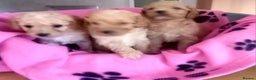 Cavapoo dogs for sale: 6 beautiful cavapoo puppies - Advert 5