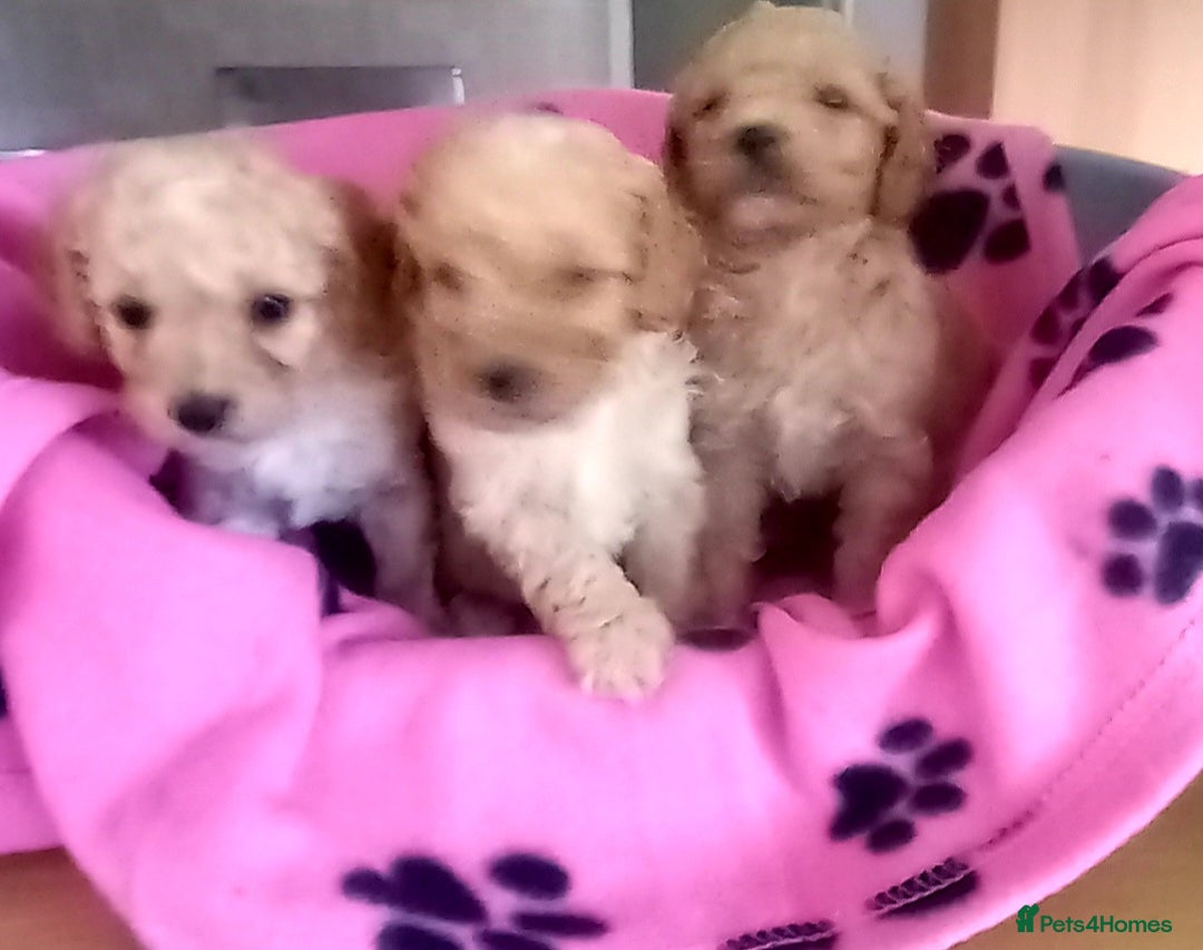 Cavapoo dogs for sale: 6 beautiful cavapoo puppies - Advert 5