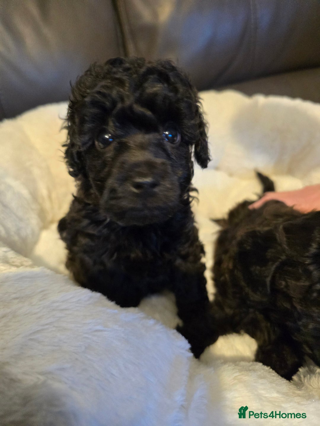 Miniature Poodle dogs for sale: 4 Amazing miniature poodles  - Advert 12
