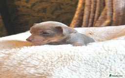 Jack Russell dogs for sale: Stunning Much Wenlock puppies  - Image 12