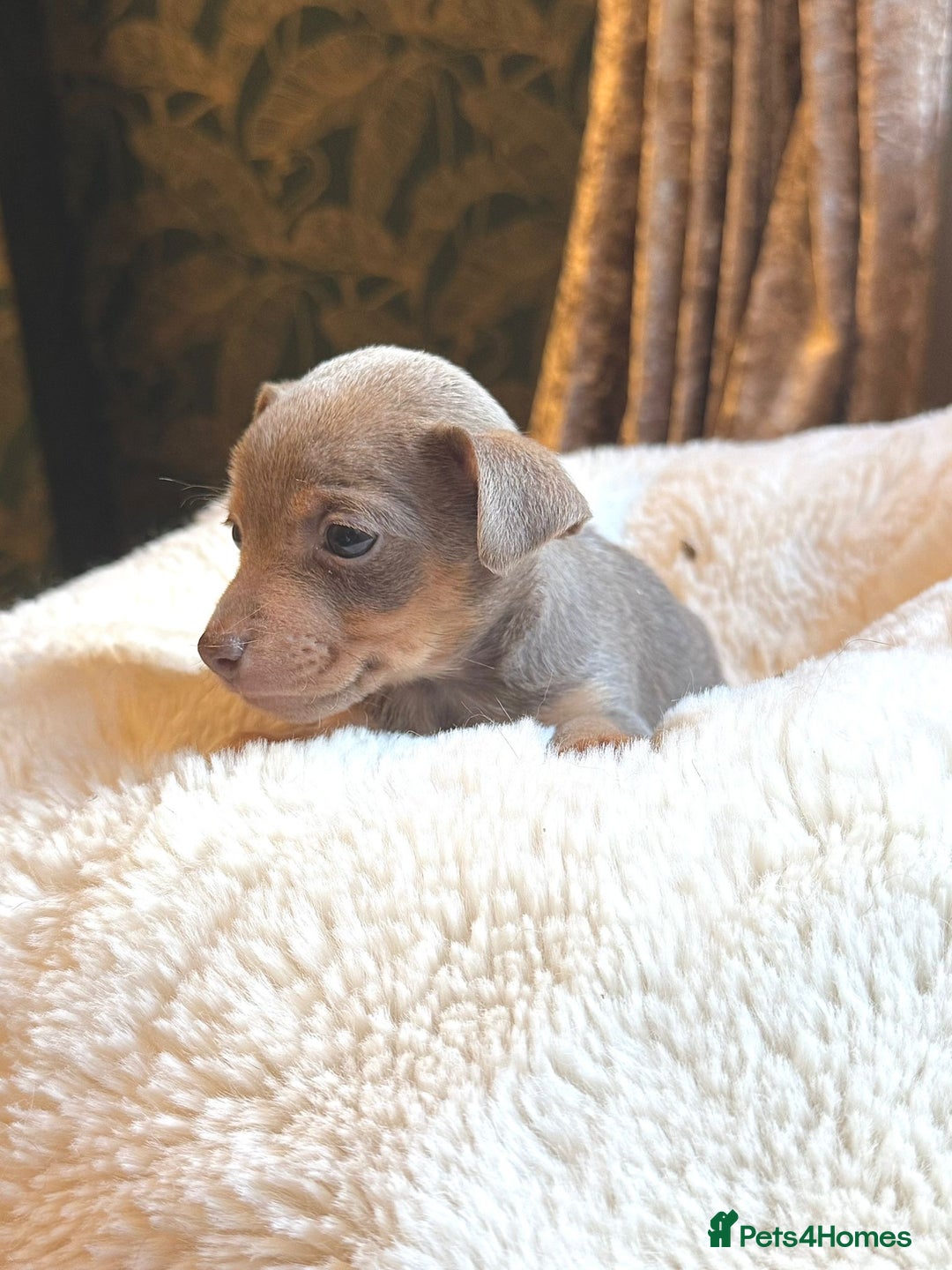 Jack Russell dogs for sale: Stunning Much Wenlock puppies  - Image 12