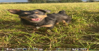 Jack Russell dogs - Advert 10