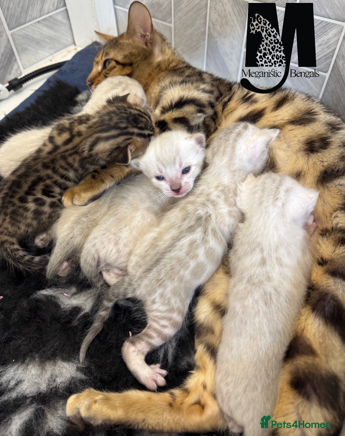 Bengal cats Snow Lynx Bengal Kittens Available for Reservation - Advert 1