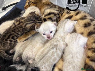 Bengal cats Snow Lynx Bengal Kittens Available for Reservation - Advert 1