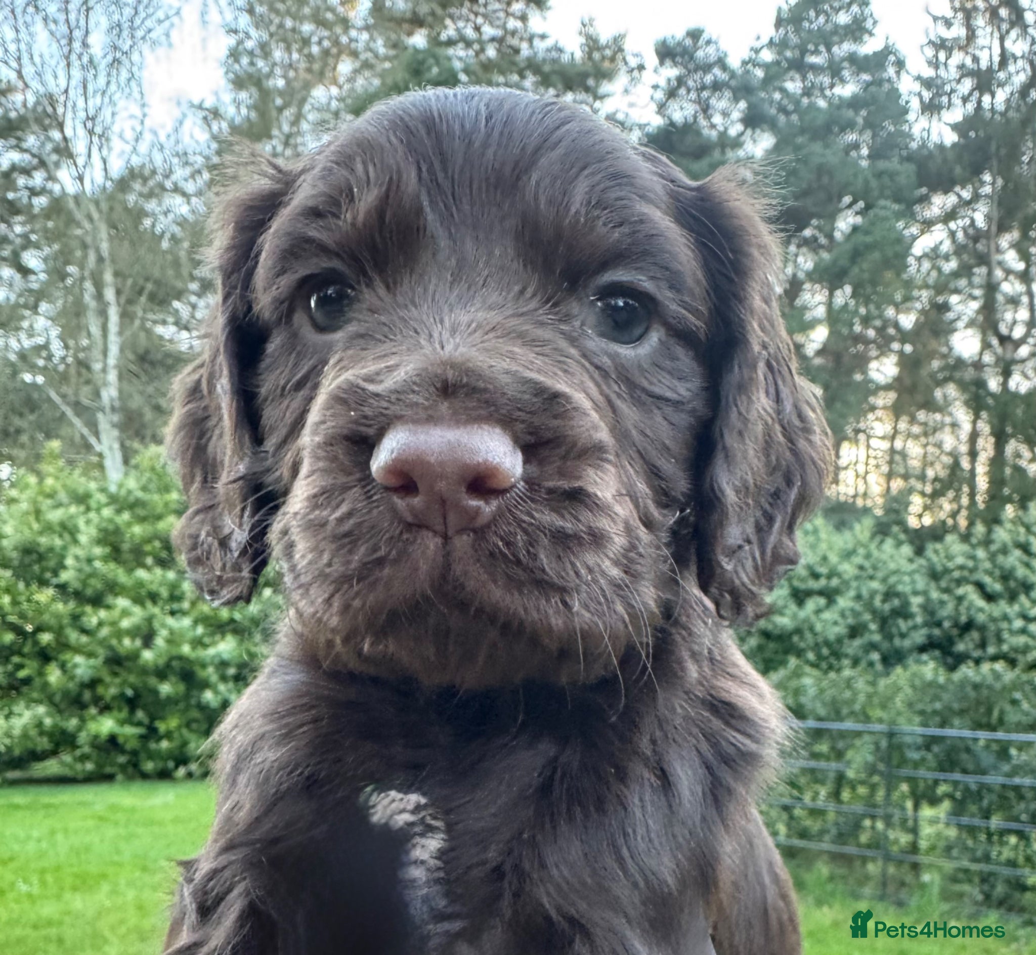 Cocker Spaniel dogs Chocolate Working Cocker Spaniel puppies - Advert 1