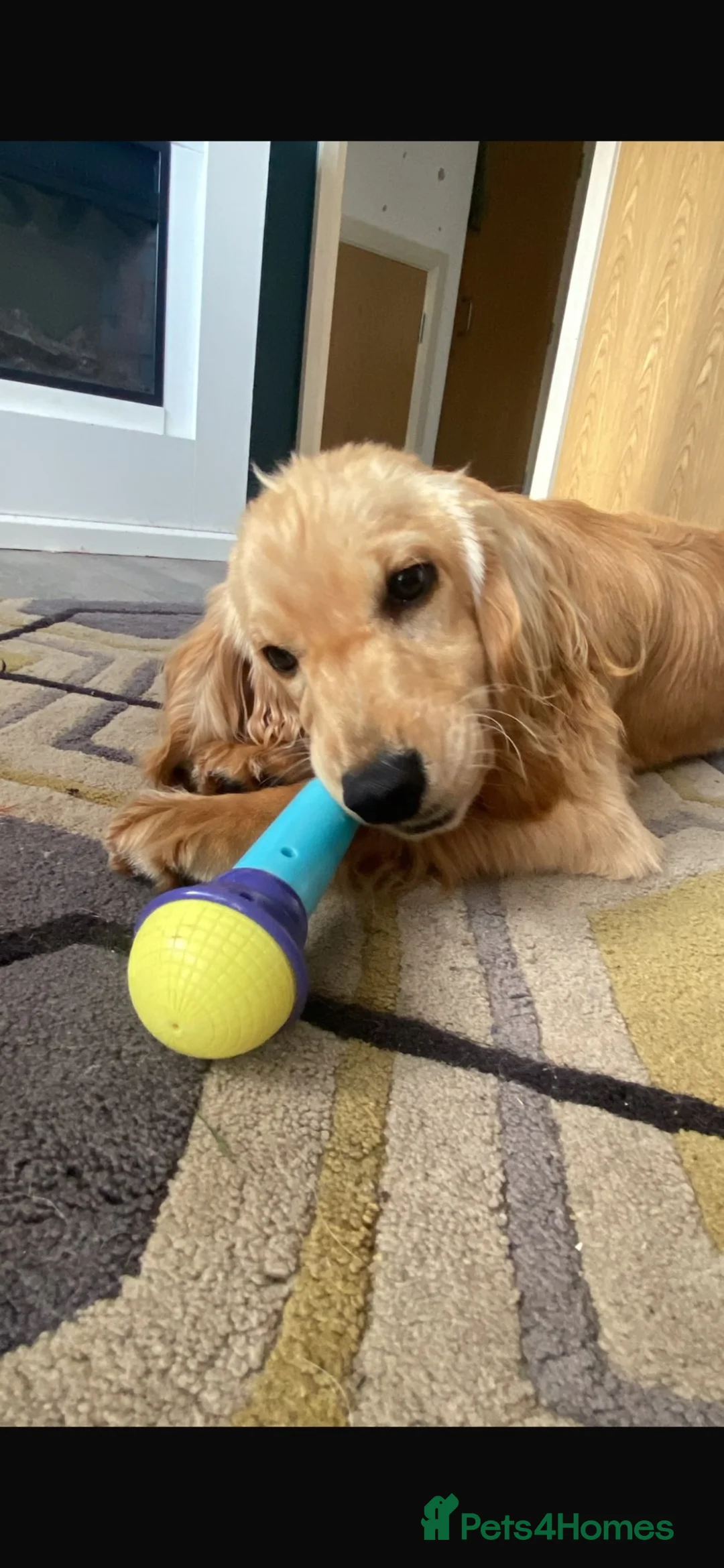 Cocker Spaniel dogs for sale: Cocker spaniel puppy - Advert 2