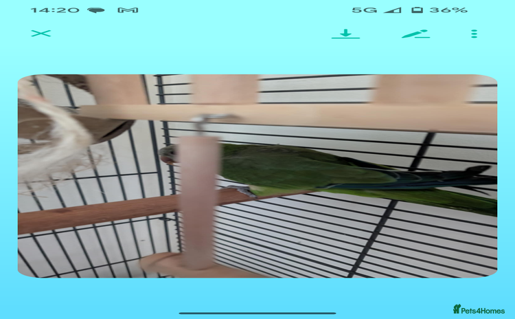 Parrots birds - Advert 4