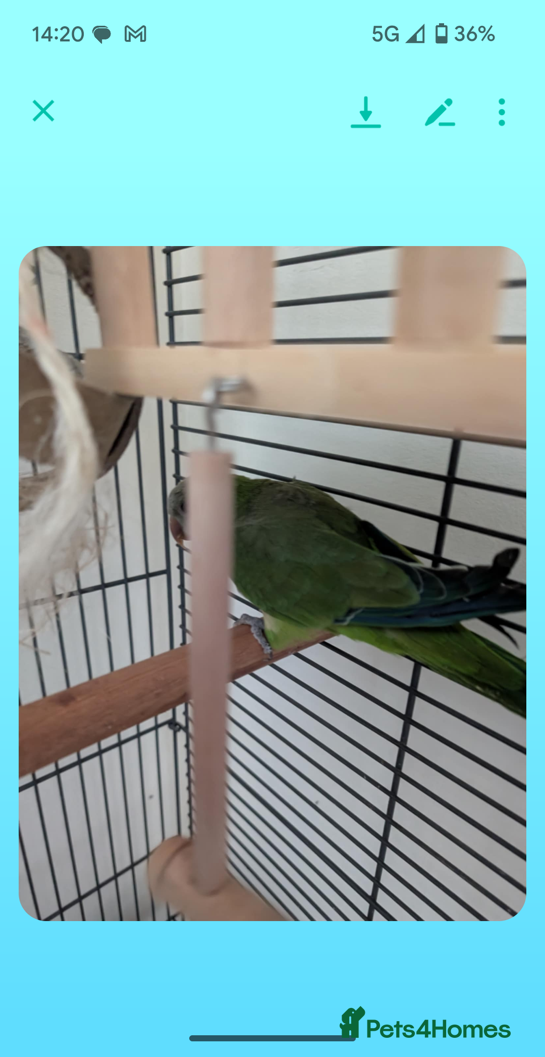 Parrots birds for sale: Quaker parrot  - Image 1