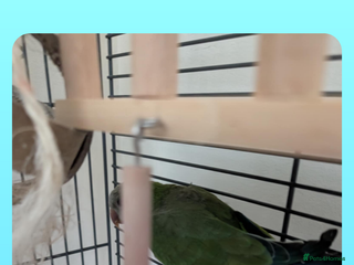 Parrots birds - Advert 26