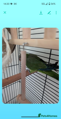 Parrots birds - Advert 4