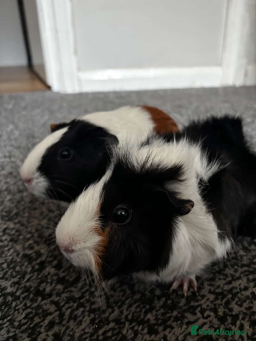 Guinea Pig rodents for sale: bonded guinea pigs for sale - Advert 2